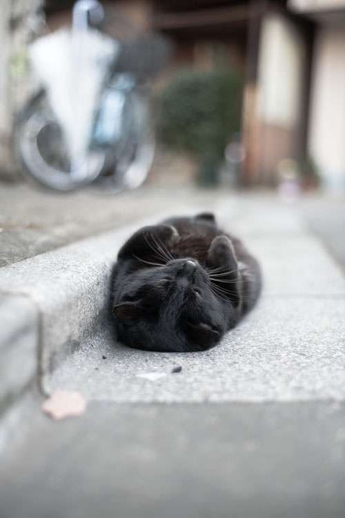 凄いところで寝てる猫の画像