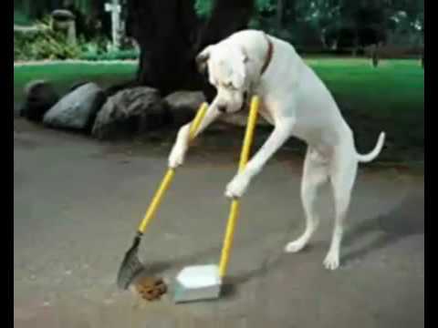 犬のしつけについて