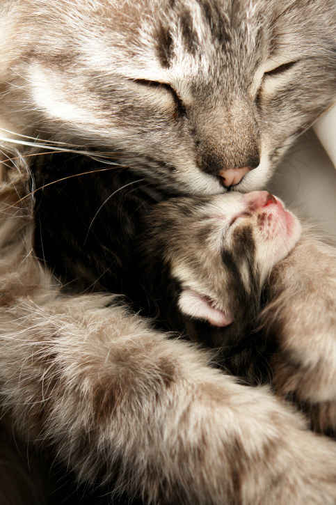 凄いところで寝てる猫の画像