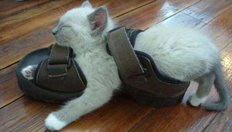 凄いところで寝てる猫の画像