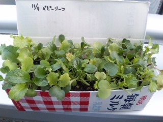 ベランダでの家庭菜園