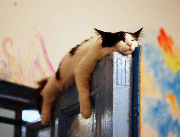 凄いところで寝てる猫の画像