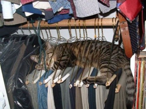 凄いところで寝てる猫の画像