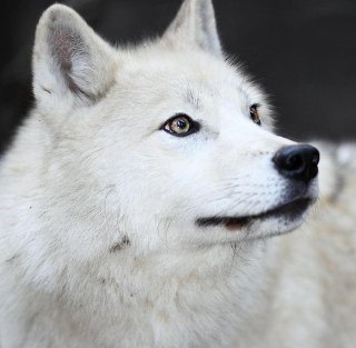 普段から目の保養として使ってるイケメン画像ください