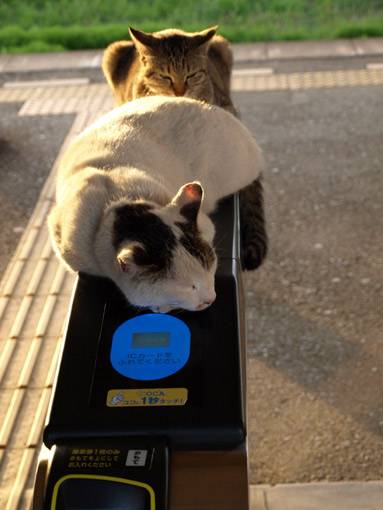 凄いところで寝てる猫の画像