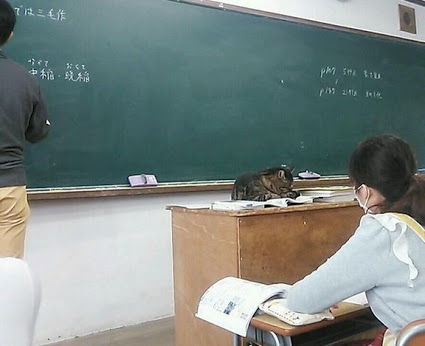 凄いところで寝てる猫の画像
