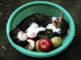凄いところで寝てる猫の画像