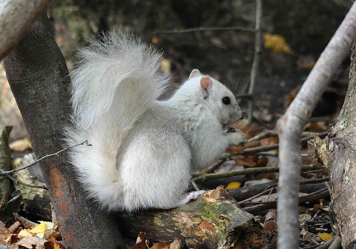 White Squirrel...  Marbury Park Northwich - YouTube