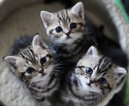飼いやすいペット