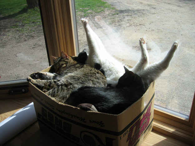 凄いところで寝てる猫の画像