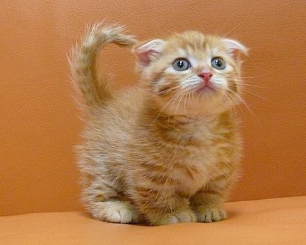 猫嫌いな人 苦手な人集まれ〜