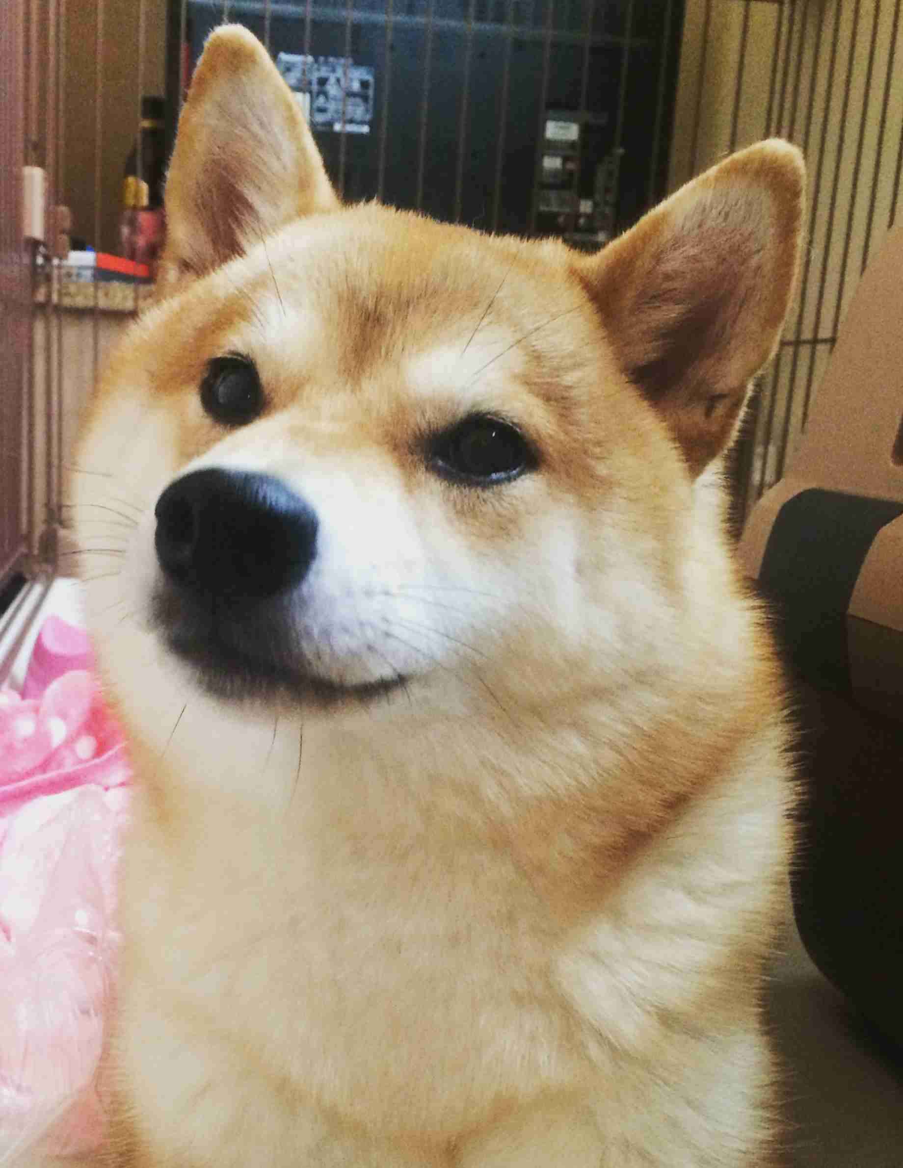 ガルちゃんで思わず保存した画像