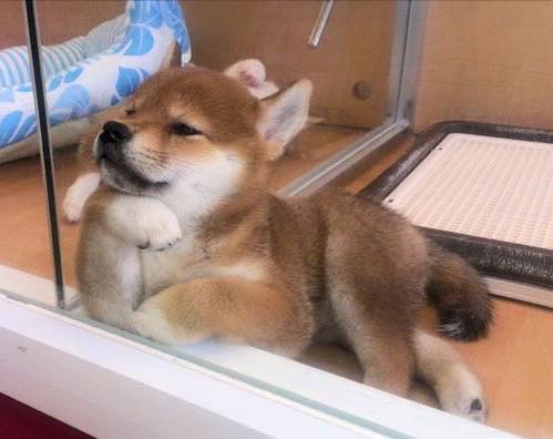 ガルちゃんで思わず保存した画像