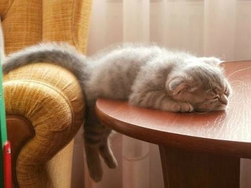 凄いところで寝てる猫の画像