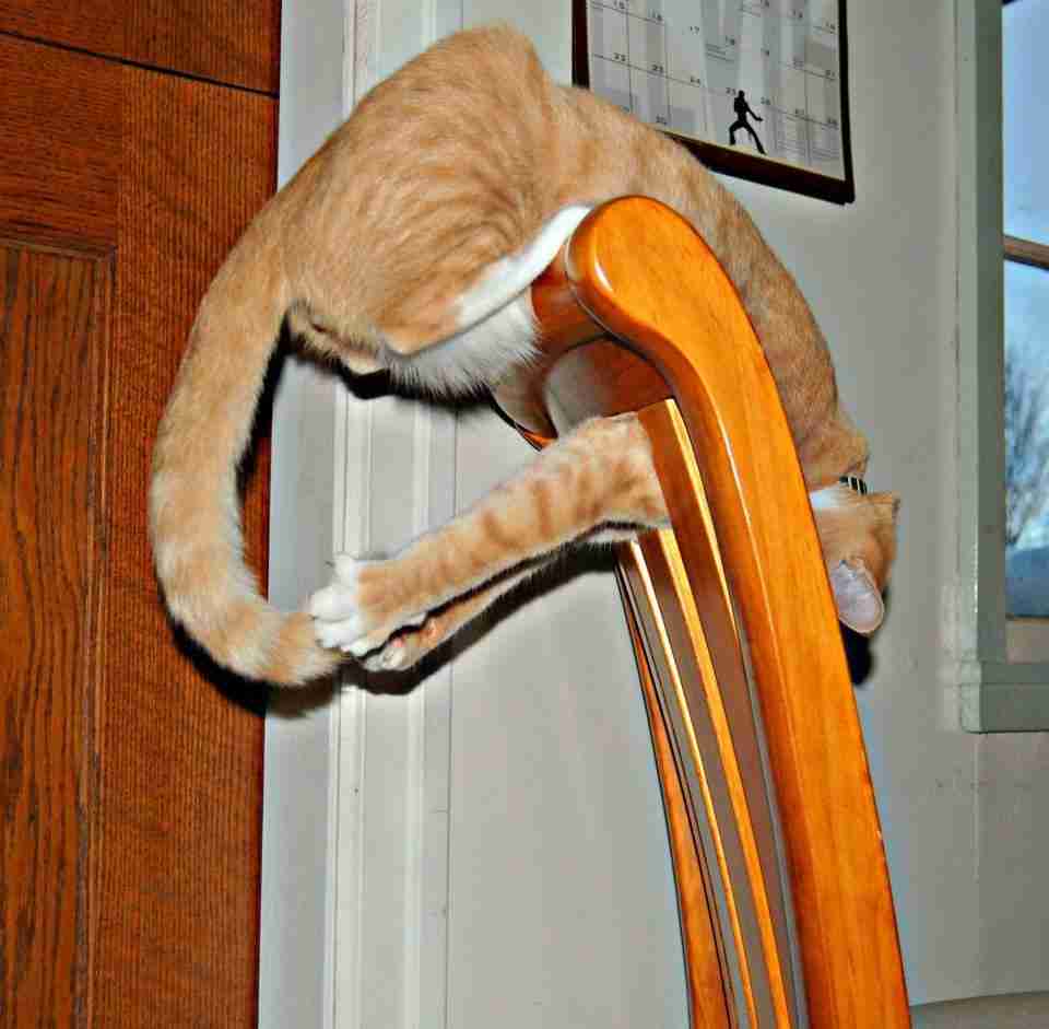 凄いところで寝てる猫の画像