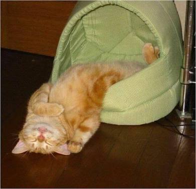 凄いところで寝てる猫の画像