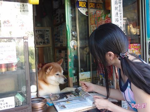 【悲報】タバコ屋閉店にともない柴犬の店長が引退！