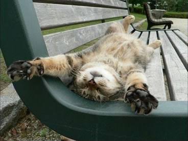 凄いところで寝てる猫の画像