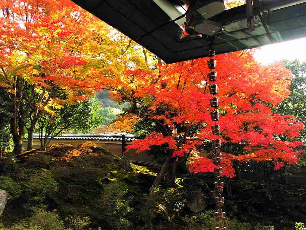 目の保養トピ〈Japanese〉