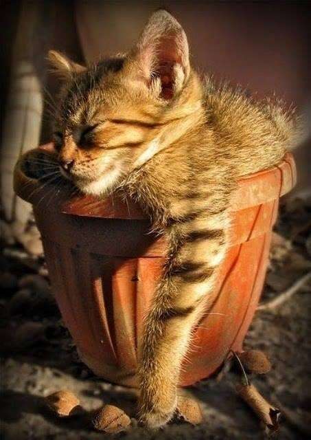 凄いところで寝てる猫の画像