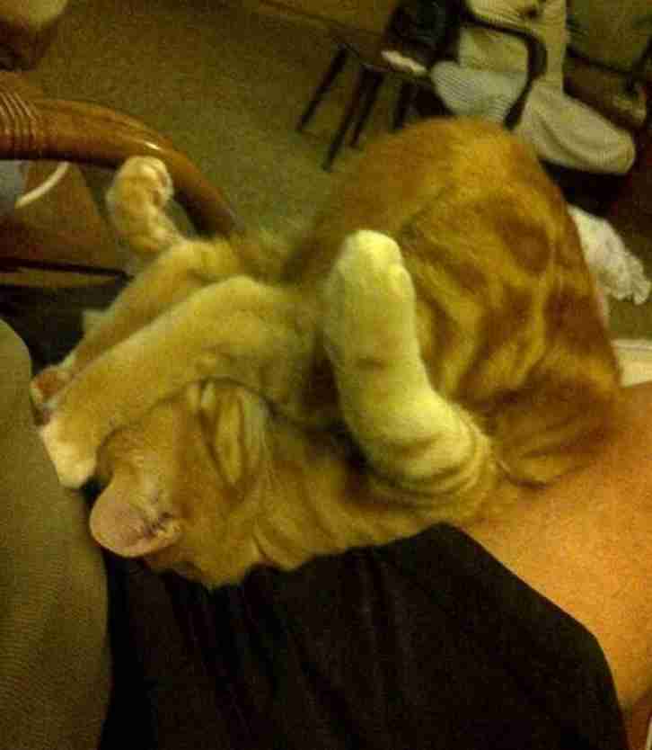 凄いところで寝てる猫の画像