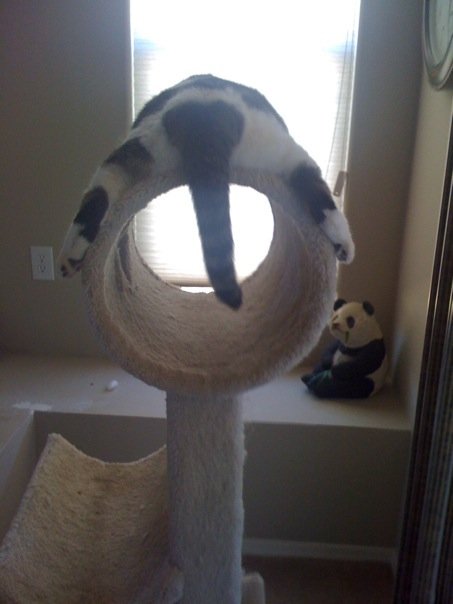 凄いところで寝てる猫の画像