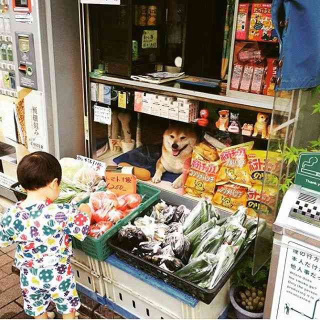 【悲報】タバコ屋閉店にともない柴犬の店長が引退！