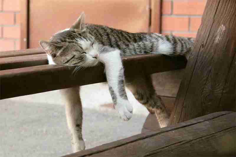 凄いところで寝てる猫の画像