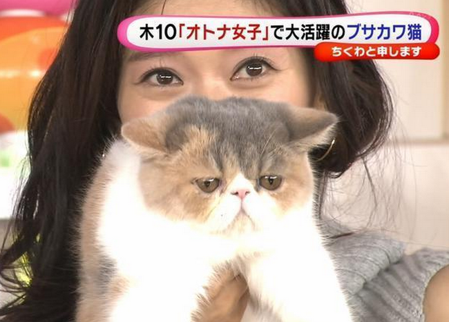 猫嫌いな人 苦手な人集まれ〜