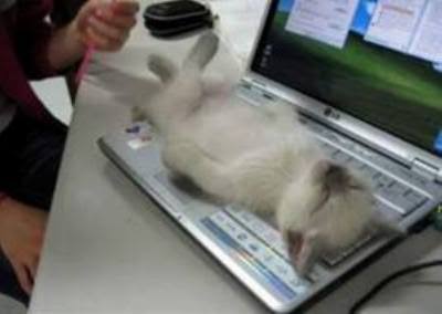 凄いところで寝てる猫の画像