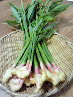 「自宅でプチ居酒屋さん♪」今、冷蔵庫にある物で料理を一品作るとしたら何が出来上がりますか？