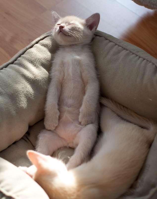 凄いところで寝てる猫の画像