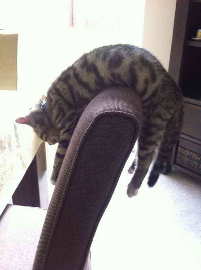凄いところで寝てる猫の画像