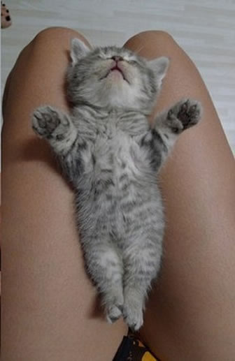 凄いところで寝てる猫の画像