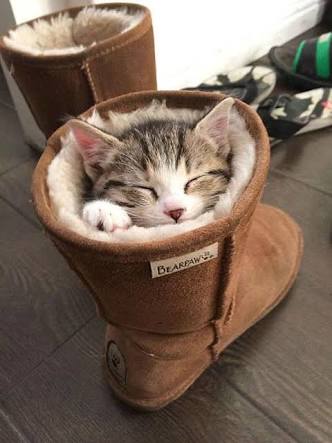 凄いところで寝てる猫の画像
