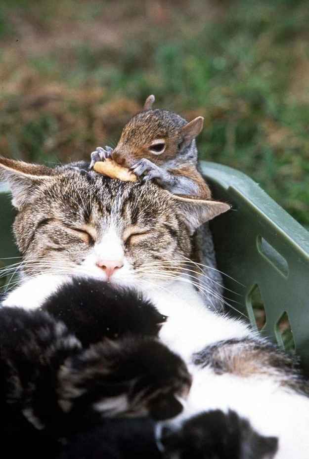 凄いところで寝てる猫の画像