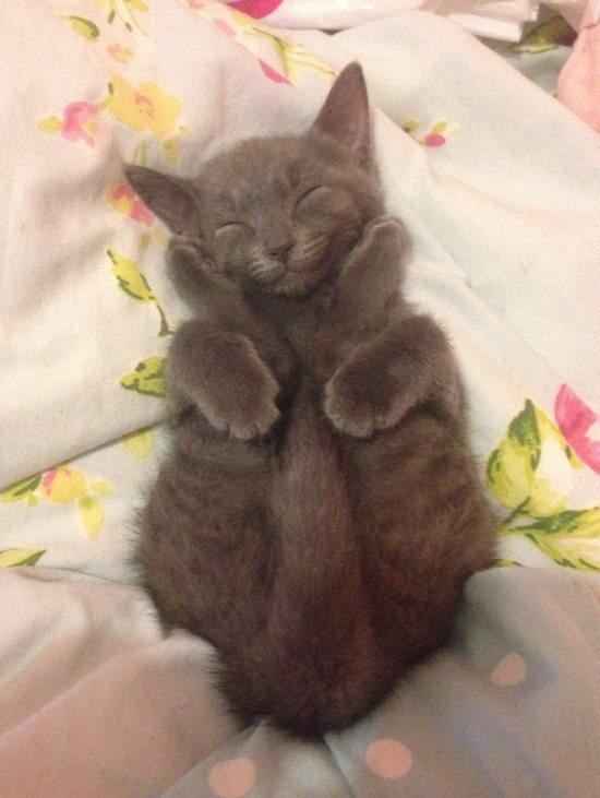 凄いところで寝てる猫の画像