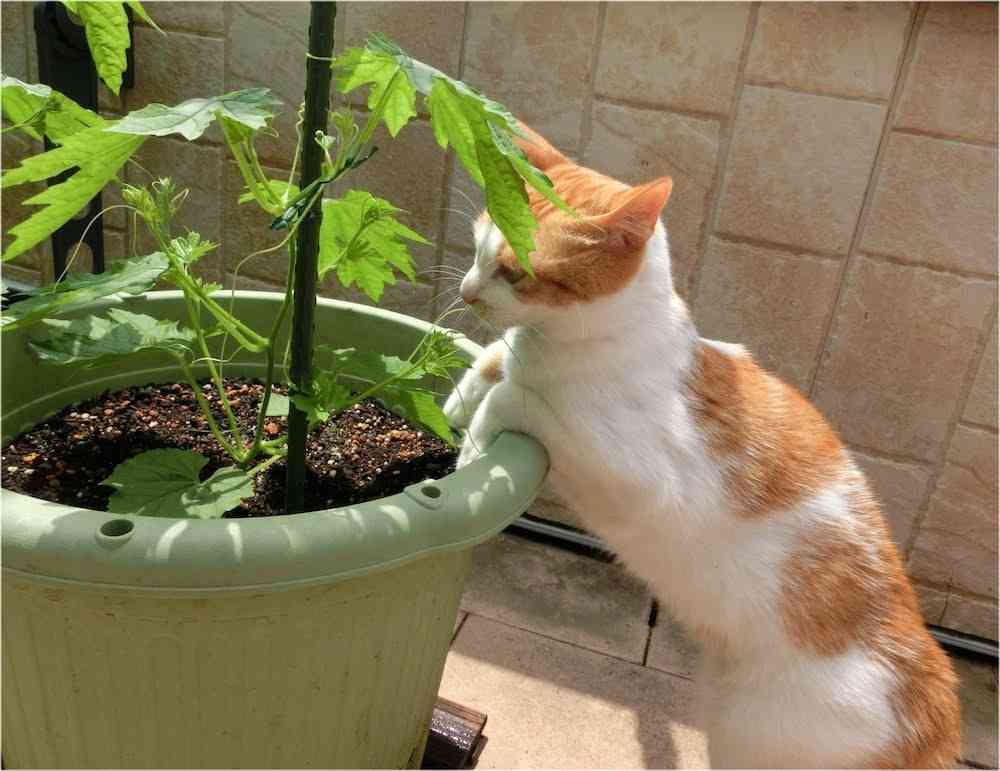 【ベランダ菜園】簡単収穫! すぐ育てられる「オススメ野菜」3選と失敗しないポイント（1/3） - mimot.(ミモット)