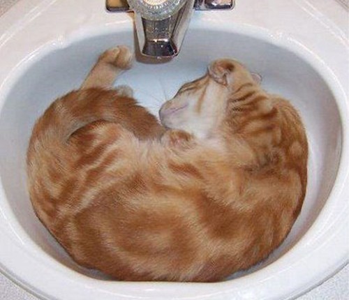 凄いところで寝てる猫の画像
