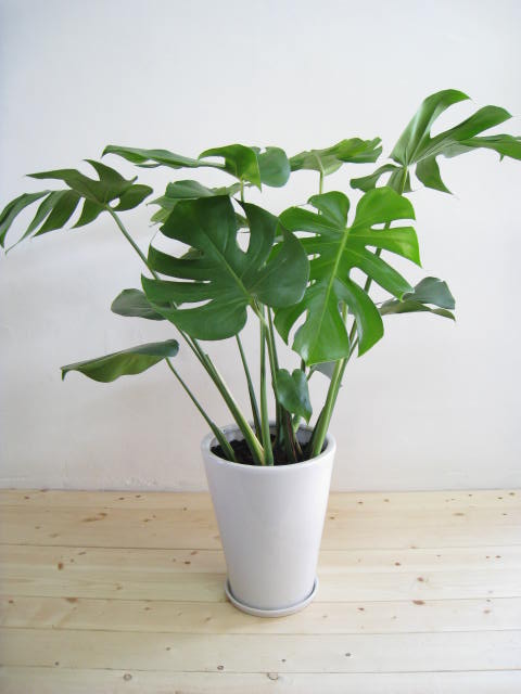 オススメの観葉植物