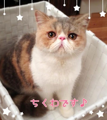 ネコ好きの理想の部屋