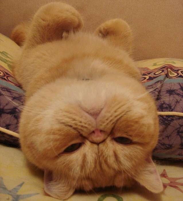 凄いところで寝てる猫の画像