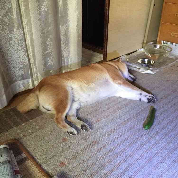 【悲報】タバコ屋閉店にともない柴犬の店長が引退！