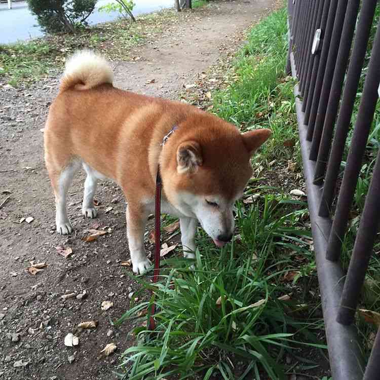 【悲報】タバコ屋閉店にともない柴犬の店長が引退！