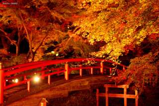 目の保養トピ〈Japanese〉