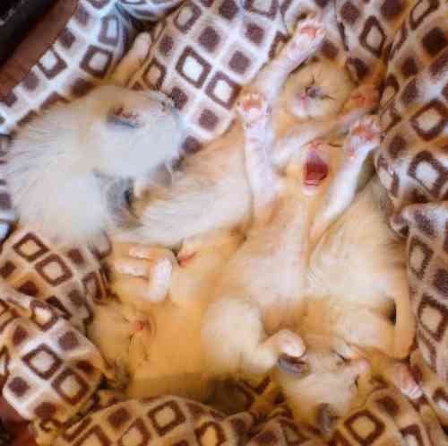 凄いところで寝てる猫の画像