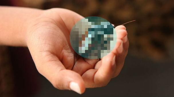 USJのアトラクション（トラウマ）がゴキブリなど生きた虫を使用？ | ANIMALive