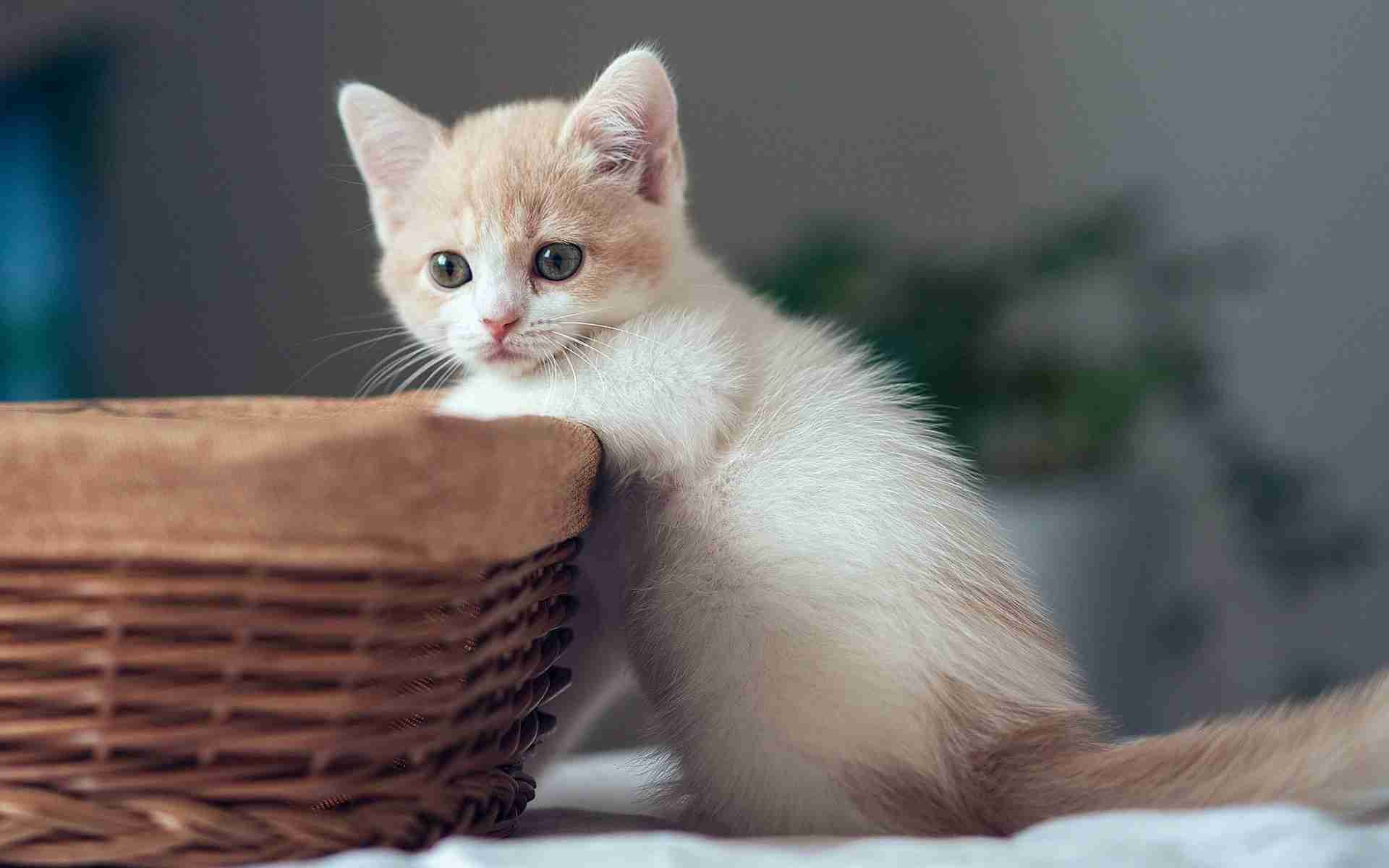 猫嫌いな人 苦手な人集まれ〜