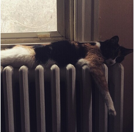 凄いところで寝てる猫の画像
