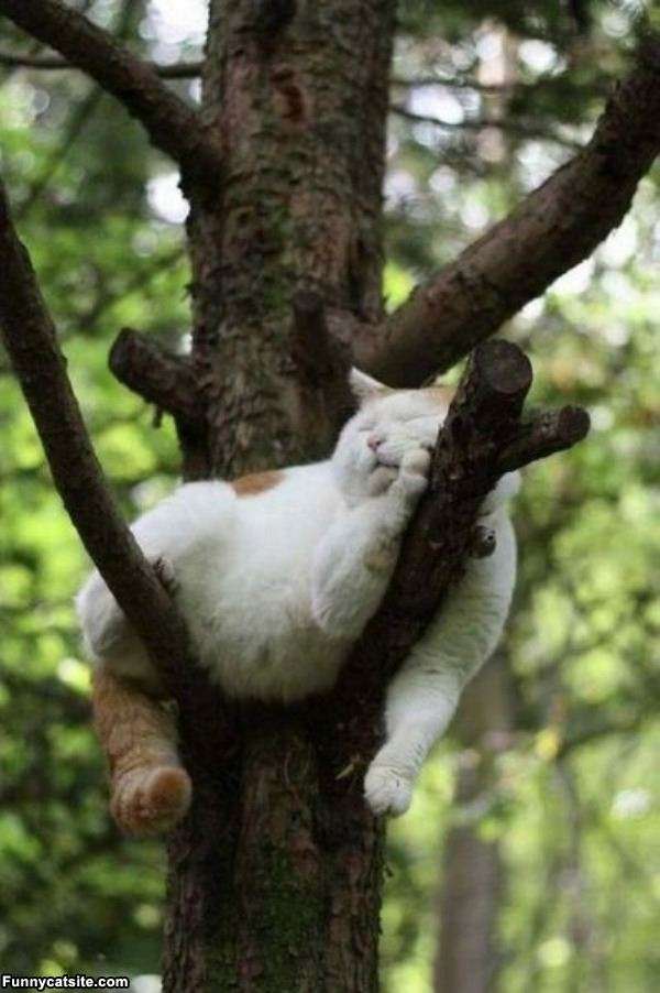 凄いところで寝てる猫の画像